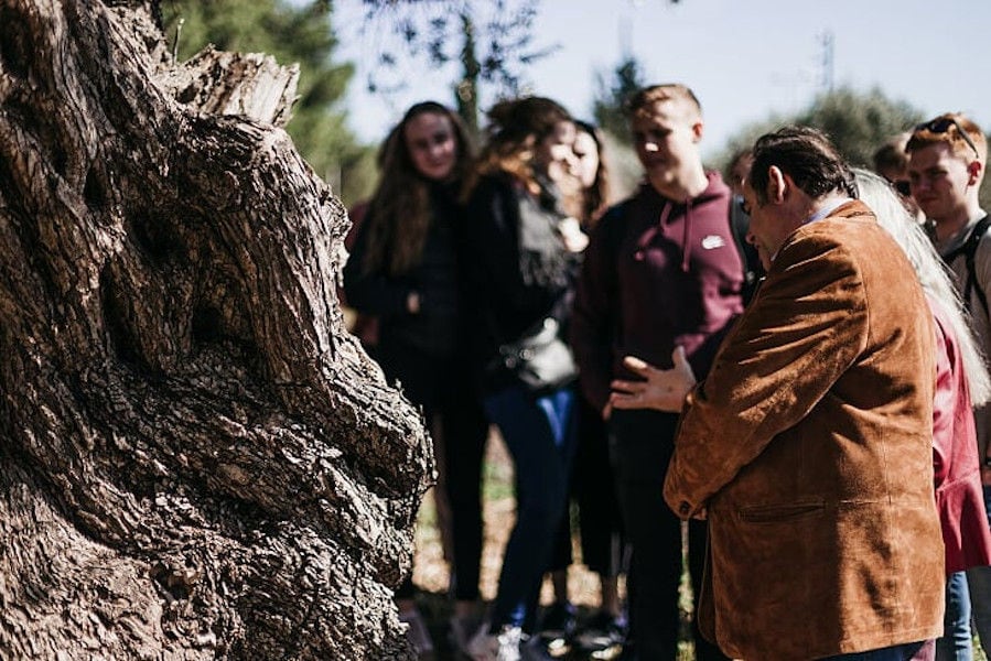 visitors listening to a guide at Konstas Olive Tours that showing them a trunk of old olive tree